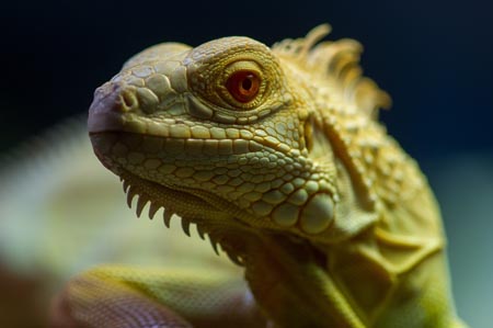 Reptile